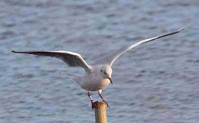 Black-headed Gull (Chroicocephalus ridibundus) [Dragør, Denmark]