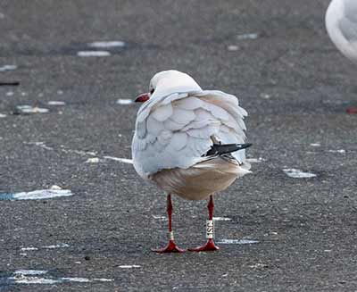 Black-headed Gull (Chroicocephalus ridibundus) [Dragør, Denmark]