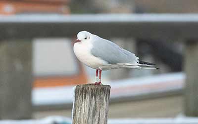 Black-headed Gull (Chroicocephalus ridibundus) [Dragør, Denmark]
