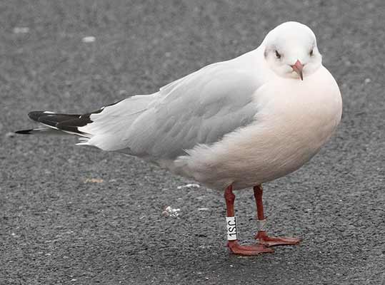 Black-headed Gull (Chroicocephalus ridibundus) [Dragør, Denmark]