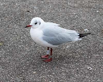 Black-headed Gull (Chroicocephalus ridibundus) [Dragør, Denmark]