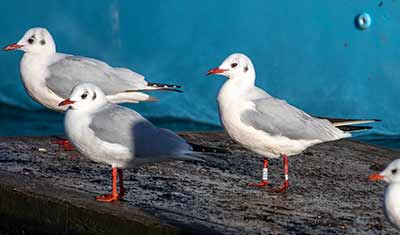 Black-headed Gull (Chroicocephalus ridibundus) [Dragør, Denmark]