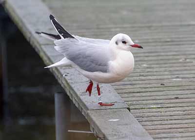 Black-headed Gull (Chroicocephalus ridibundus) [Dragør, Denmark]