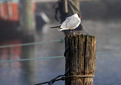 Black-headed Gull (Chroicocephalus ridibundus) [Dragør, Denmark]