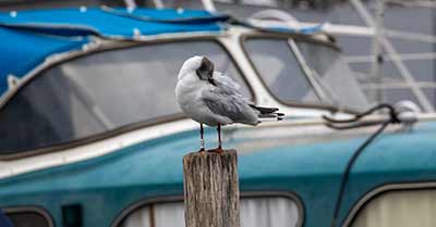 Black-headed Gull (Chroicocephalus ridibundus) [Dragør, Denmark]