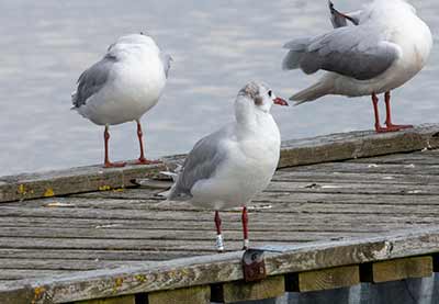 Black-headed Gull (Chroicocephalus ridibundus) [Dragør, Denmark]