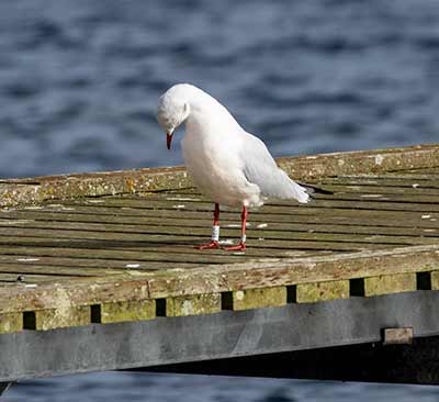 Black-headed Gull (Chroicocephalus ridibundus) [Dragør, Denmark]