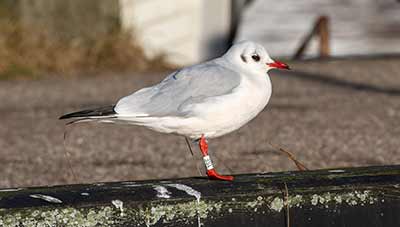 Black-headed Gull (Chroicocephalus ridibundus) [Dragør, Denmark]