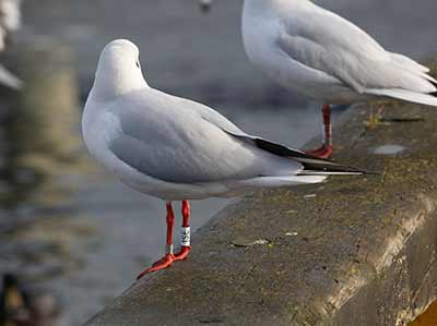 Black-headed Gull (Chroicocephalus ridibundus) [Dragør, Denmark]