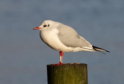 Black-headed Gull (Chroicocephalus ridibundus) [Dragør, Denmark]