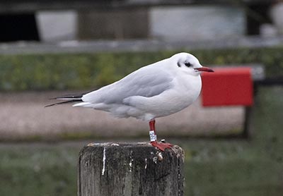Black-headed Gull (Chroicocephalus ridibundus) [Dragør, Denmark]