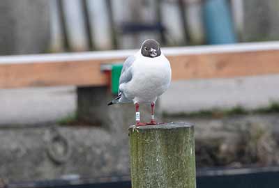 Black-headed Gull (Chroicocephalus ridibundus) [Dragør, Denmark]