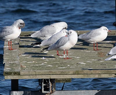 Black-headed Gull (Chroicocephalus ridibundus) [Dragør, Denmark]
