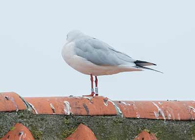 Black-headed Gull (Chroicocephalus ridibundus) [Dragør, Denmark]