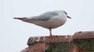 Black-headed Gull (Chroicocephalus ridibundus) [Dragør, Denmark]