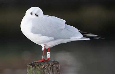 Black-headed Gull (Chroicocephalus ridibundus) [Dragør, Denmark]