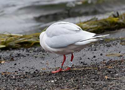 Black-headed Gull (Chroicocephalus ridibundus) [Dragør, Denmark]