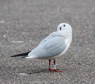 Black-headed Gull