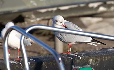 Black-headed Gull (Chroicocephalus ridibundus) [Dragør, Denmark]