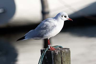 Black-headed Gull (Chroicocephalus ridibundus) [Dragør, Denmark]