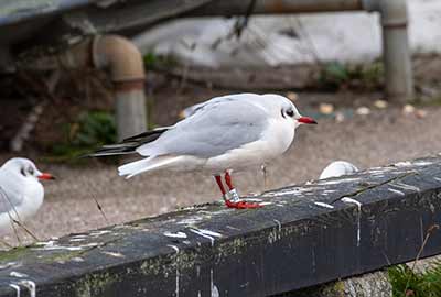 Black-headed Gull (Chroicocephalus ridibundus) [Dragør, Denmark]