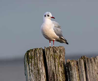 Black-headed Gull (Chroicocephalus ridibundus) [Dragør, Denmark]