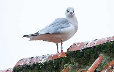 Black-headed Gull (Chroicocephalus ridibundus) [Dragør, Denmark]