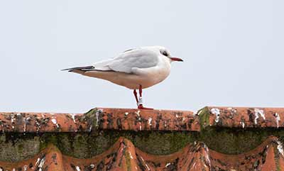 Black-headed Gull (Chroicocephalus ridibundus) [Dragør, Denmark]