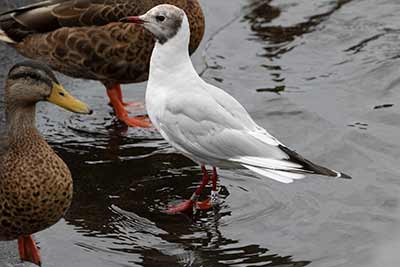 Black-headed Gull (Chroicocephalus ridibundus) [Dragør, Denmark]
