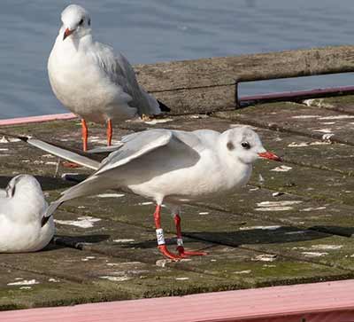 Black-headed Gull (Chroicocephalus ridibundus) [Dragør, Denmark]
