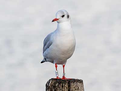 Black-headed Gull (Chroicocephalus ridibundus) [Dragør, Denmark]