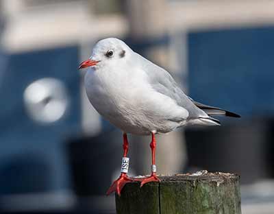Black-headed Gull (Chroicocephalus ridibundus) [Dragør, Denmark]