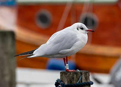 Black-headed Gull (Chroicocephalus ridibundus) [Dragør, Denmark]