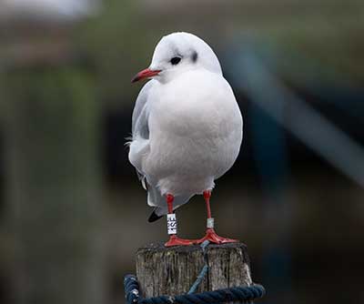 Black-headed Gull (Chroicocephalus ridibundus) [Dragør, Denmark]