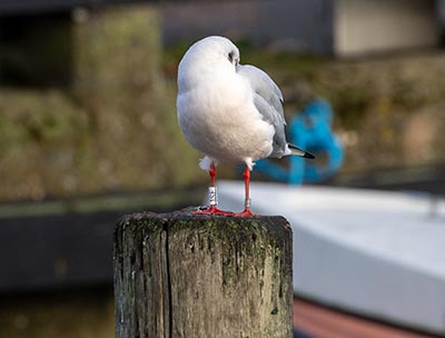 Black-headed Gull (Chroicocephalus ridibundus) [Dragør, Denmark]