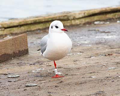 Black-headed Gull (Chroicocephalus ridibundus) [Dragør, Denmark]