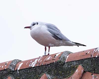 Black-headed Gull (Chroicocephalus ridibundus) [Dragør, Denmark]
