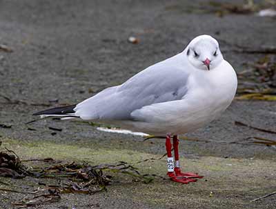 Black-headed Gull (Chroicocephalus ridibundus) [Dragør, Denmark]