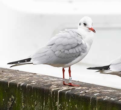 Black-headed Gull (Chroicocephalus ridibundus) [Dragør, Denmark]