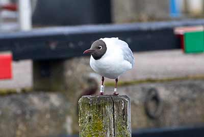 Black-headed Gull (Chroicocephalus ridibundus) [Dragør, Denmark]
