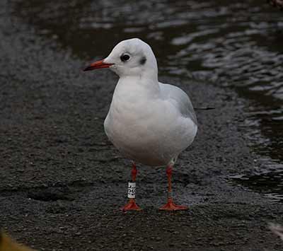 Black-headed Gull (Chroicocephalus ridibundus) [Dragør, Denmark]