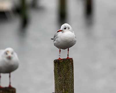 Black-headed Gull (Chroicocephalus ridibundus) [Dragør, Denmark]