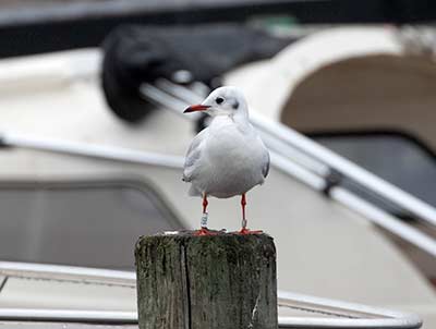 Black-headed Gull (Chroicocephalus ridibundus) [Dragør, Denmark]