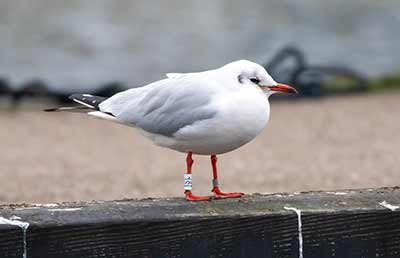 Black-headed Gull (Chroicocephalus ridibundus) [Dragør, Denmark]