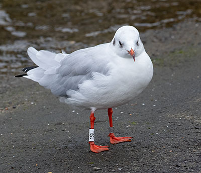 Black-headed Gull (Chroicocephalus ridibundus) [Dragør, Denmark]