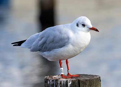 Black-headed Gull (Chroicocephalus ridibundus) [Dragør, Denmark]