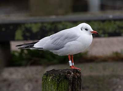 Black-headed Gull (Chroicocephalus ridibundus) [Dragør, Denmark]