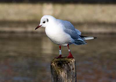 Black-headed Gull (Chroicocephalus ridibundus) [Dragør, Denmark]