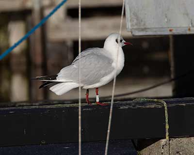 Black-headed Gull (Chroicocephalus ridibundus) [Dragør, Denmark]