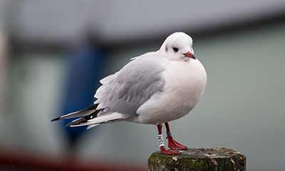 Black-headed Gull (Chroicocephalus ridibundus) [Dragør, Denmark]